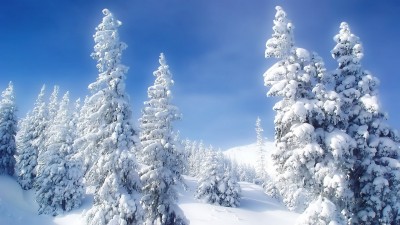 زمستان-درخت-درخت کاج-برف-برفی-طبیعت